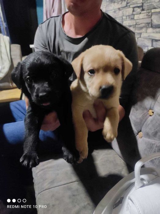 Продаются Щенки Лабрадора