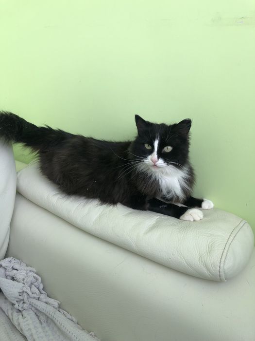 Любимые животные