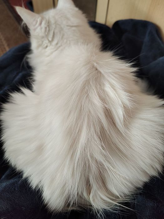Бяло коте, женско, Персийска чинчила, снежно бяла, 7мес..