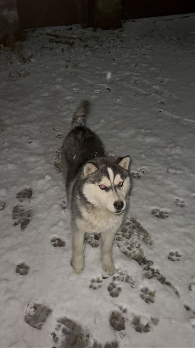 Хаски чистый  порода