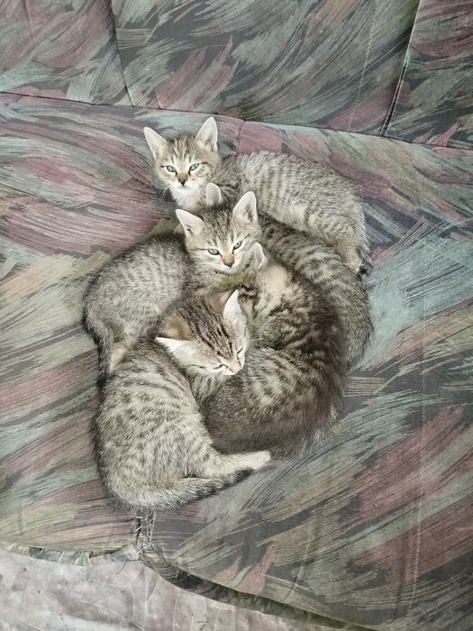 Котята в добрые ручки