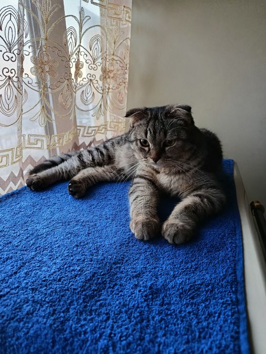 Бесплатно отдам в хорошие руки