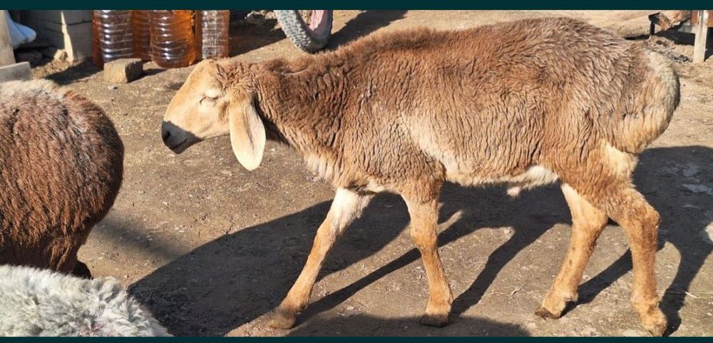 Arashan zotdor qòchqorlari