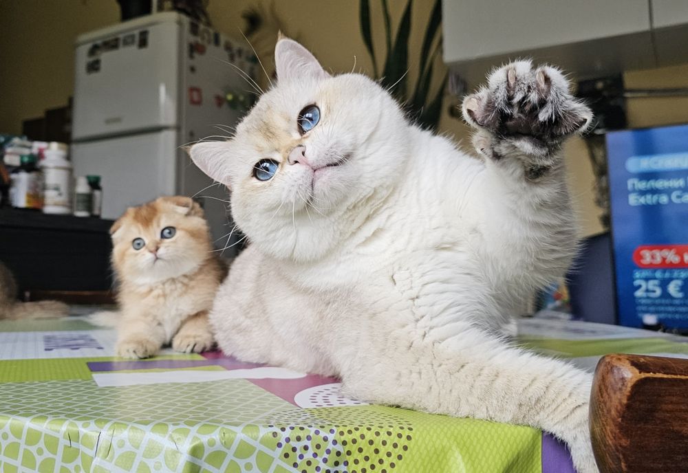 Късокосмести котенца