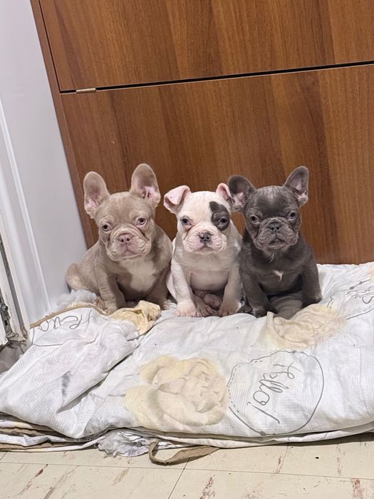 Френски Булдог Кученцa