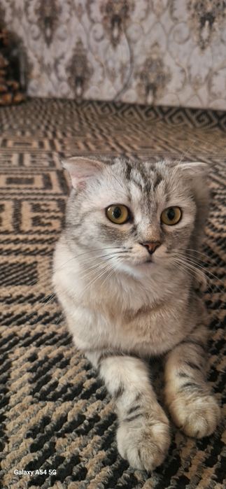 Скотиш фолд киз мушук