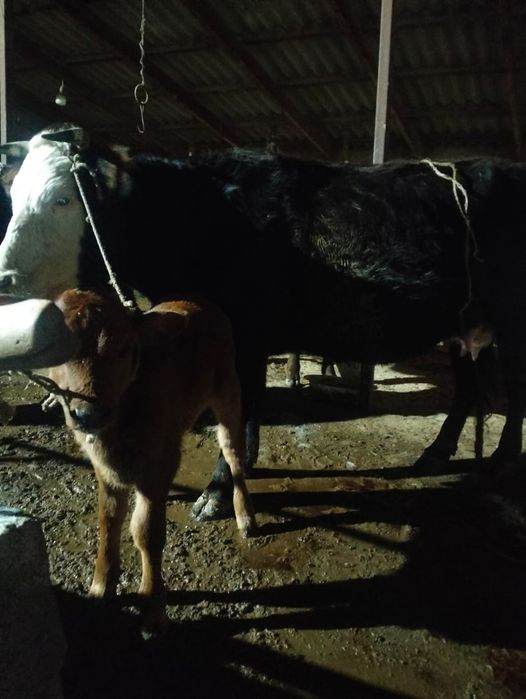 Продам корову с телёнком