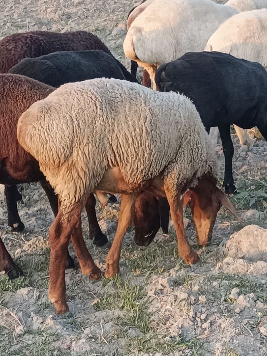 Qo'chqor barralar sotiladi