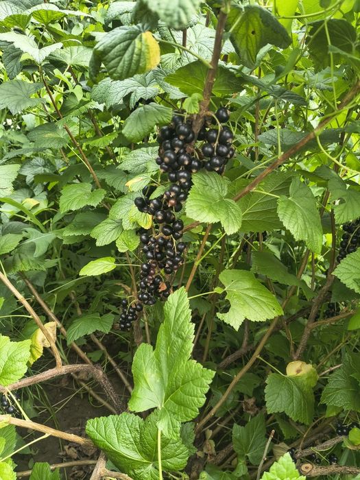Coacăze bio foarte gustoase culese manual  tocmai bune pentru siropuri sau dulceturi