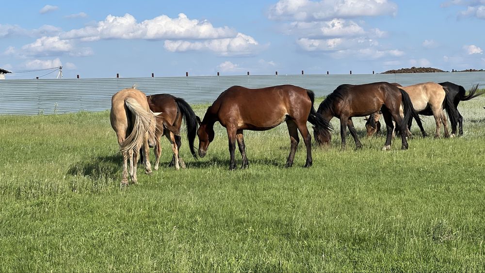 Продам лошадей 38 голов