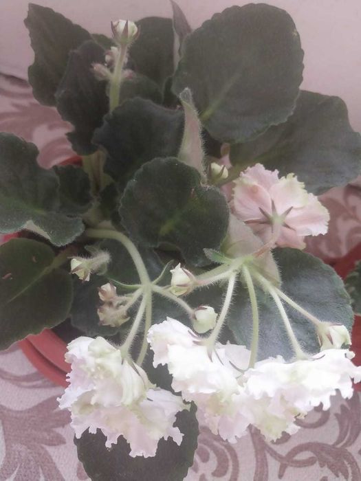 продам цветы -фиалки