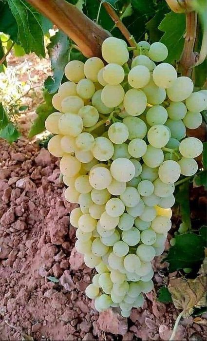 Butași Viță De Vie Soiuri De Vin