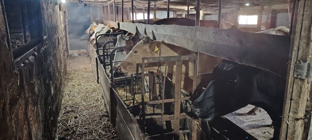 Продам коров оптом