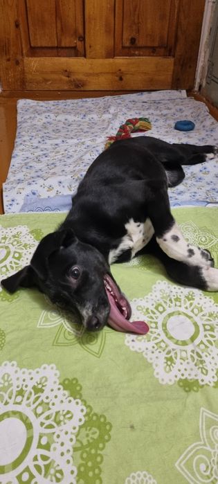 Отдам щенка в добрые руки.