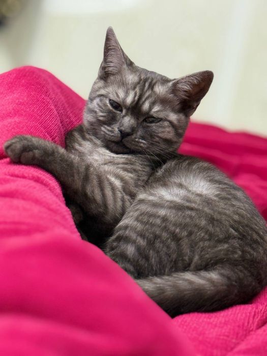 Продается кошка