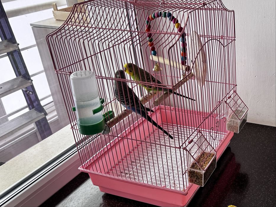 Продам попугаев волнистых