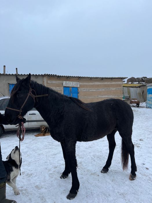 жабы тұқымды ат сатылады