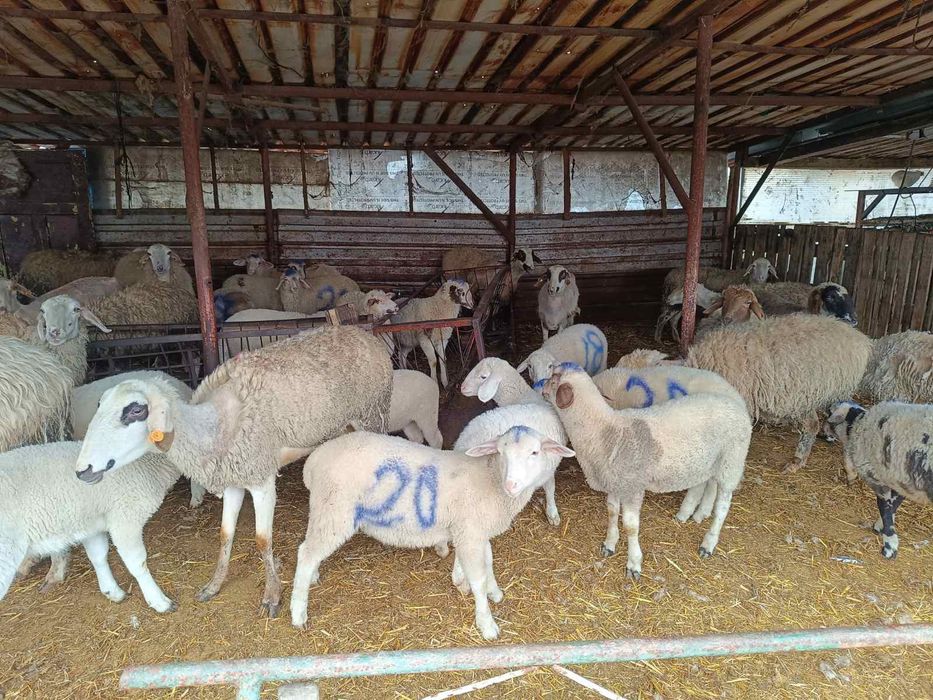 Продавам агнета от собствена ферма