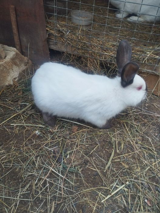 Quyonlar sotiladi 5 ta bolasi 4 oylik  bógan onasi 2marta tuqqan