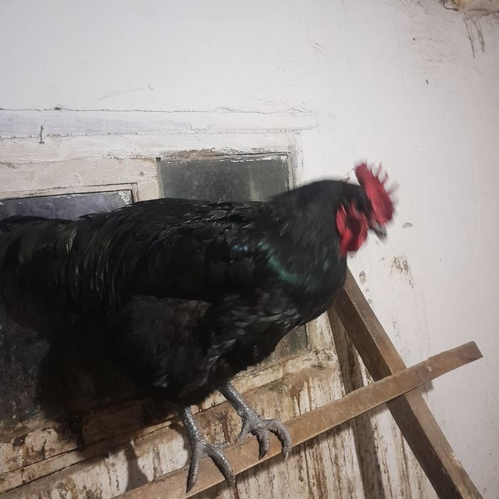 Продам яйца Джерсийский гигантагиганта