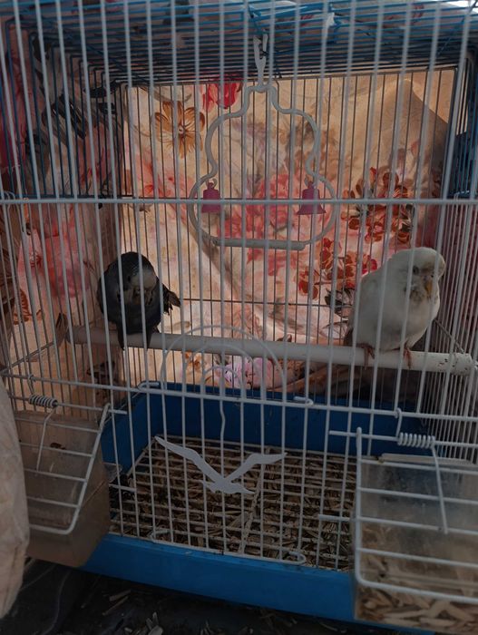 2 juft ayol popugay sotiladi