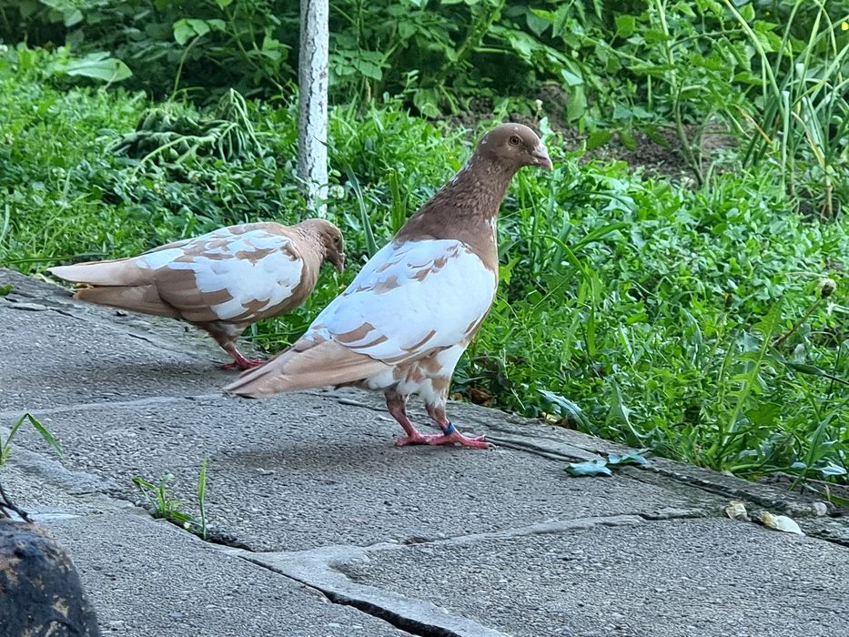 Мюлеманса и Ванграмбенен Пощи