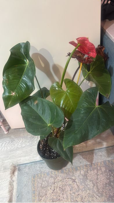 Фиалки по  500 тг