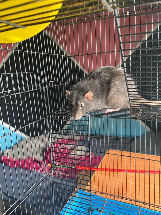 Отдам крыс в добрые руки