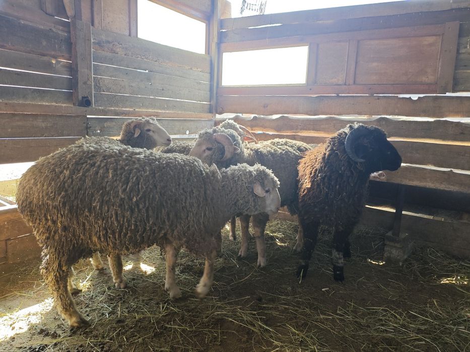 Кой токты сатылымда,