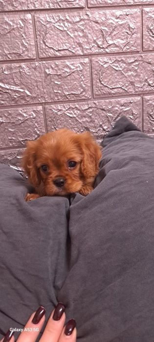 Кавалер кинг Чарльз спаниель