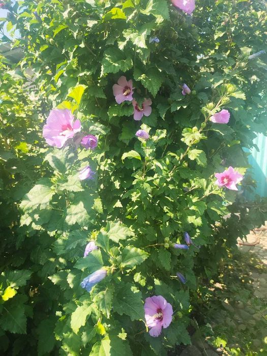 Гибискус древовидный