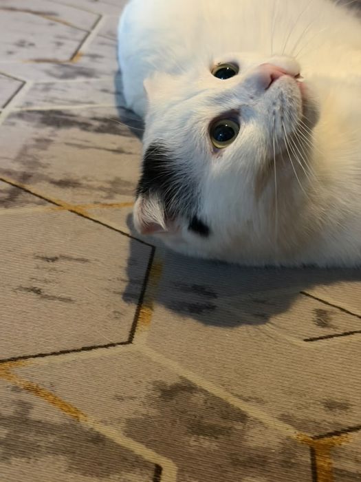 Отдадим кота в хорошие руки!