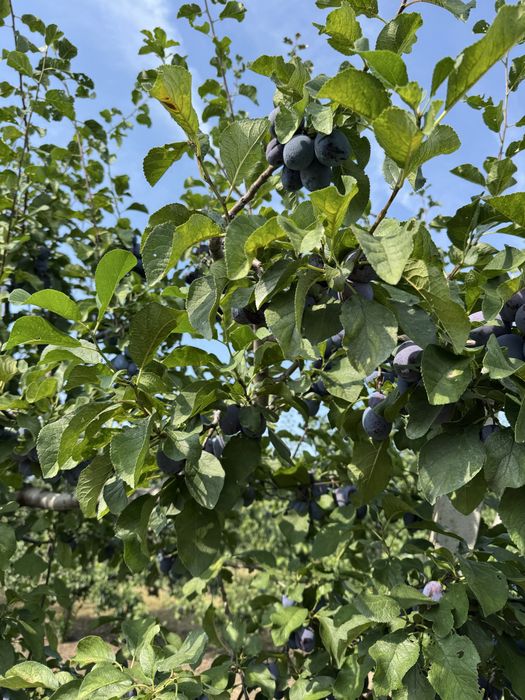 Prune de vinzare