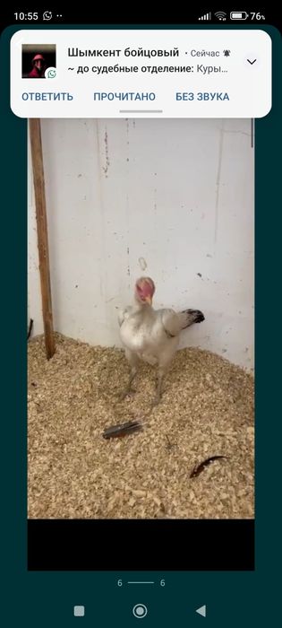 Бойтсовы Дакан курица