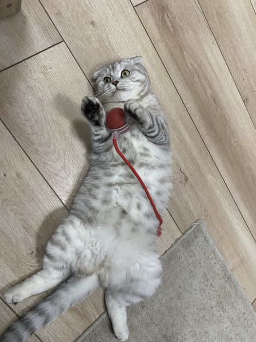 Кошка ищет кота для вязки !