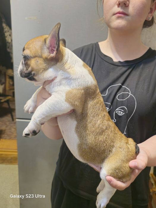 Французик карапузик