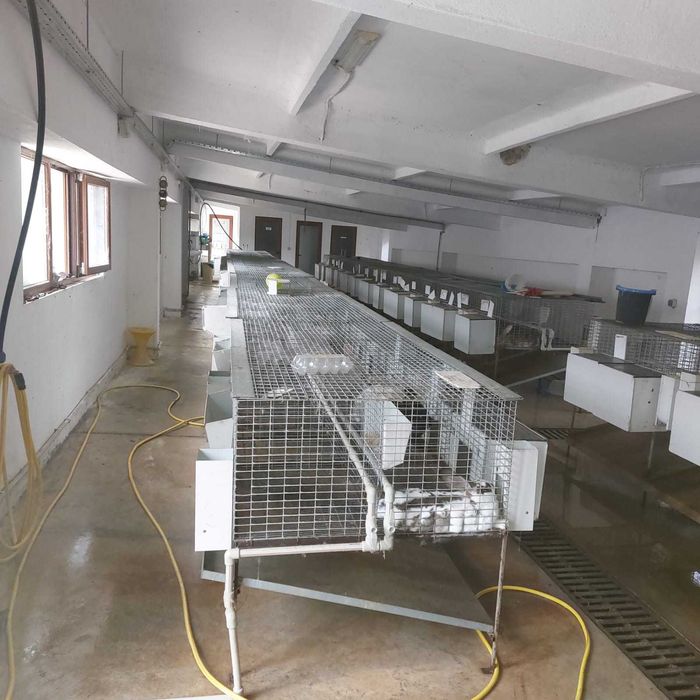 Продажба на зайци