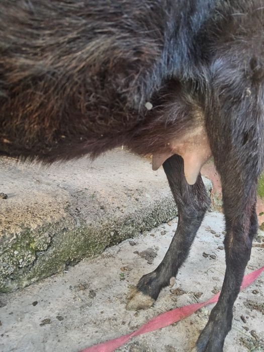 Эчки мурсияан  срочна сотилади