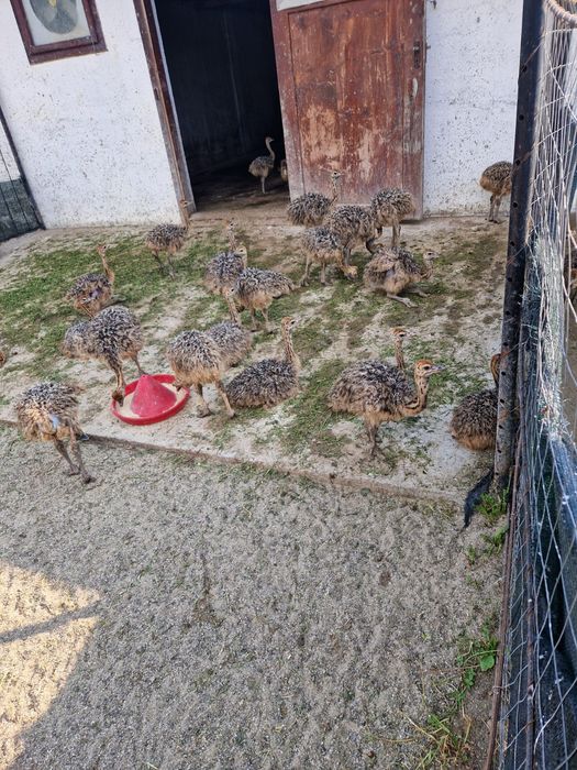 Ferma Tomsa Ferma Struti