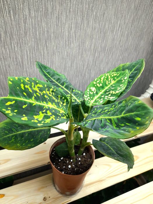 Продам Диффенбахия Рефлектор