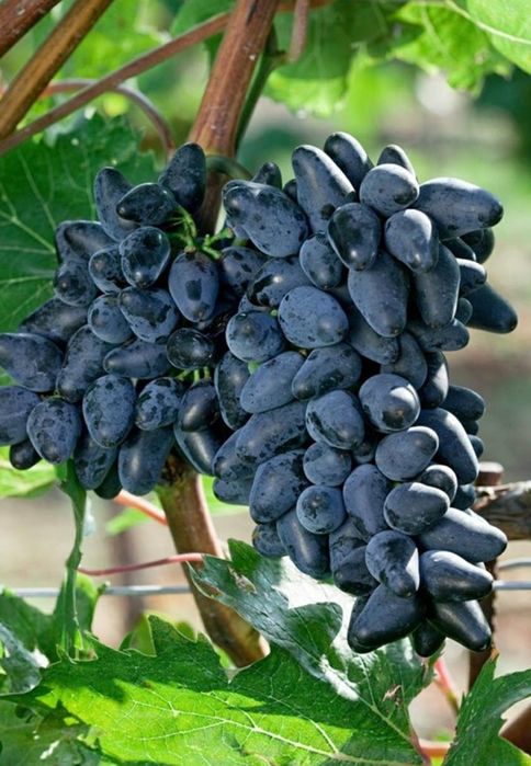 Vita de Vie (Fara samburi de Masa )