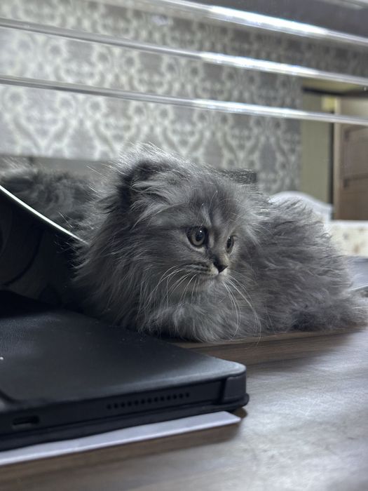 Срочно продаётся котенок