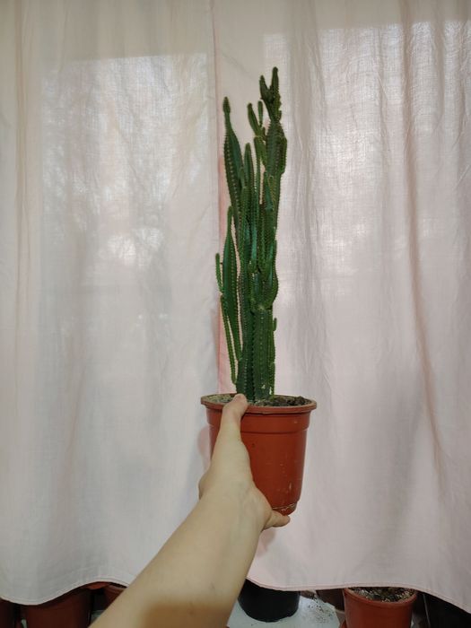 Тувакда гуллар, цветы в гаршке