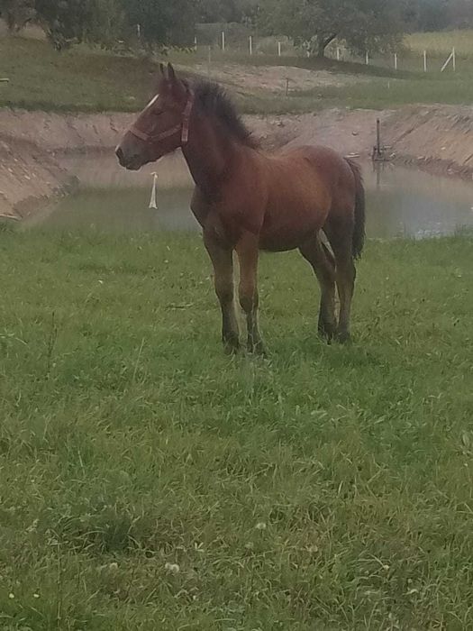 Vând mânz de 10 luni