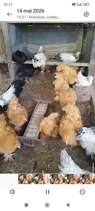 Vând  pui de Brahma herminat deschis și cochinchina galben , perechi