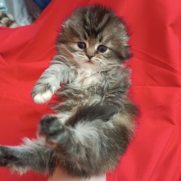 Хайленд фолд  золотая шиншилла девочка