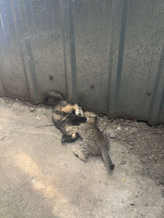 Котята крысоловки