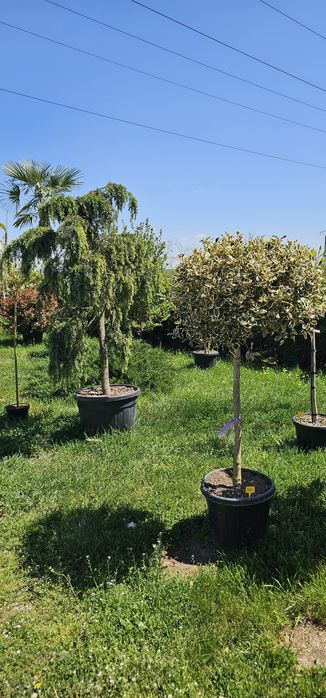 Cedru - Maslin - Ilex - Palmieri