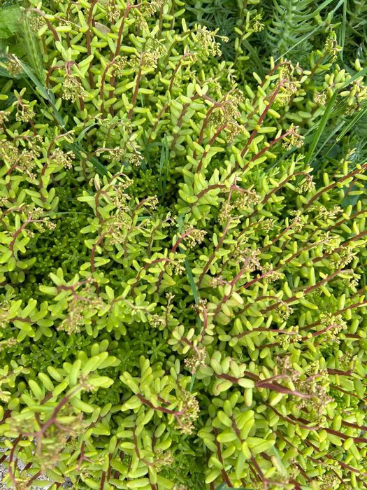 Сукуленти / Алпийска роза / Дебелец