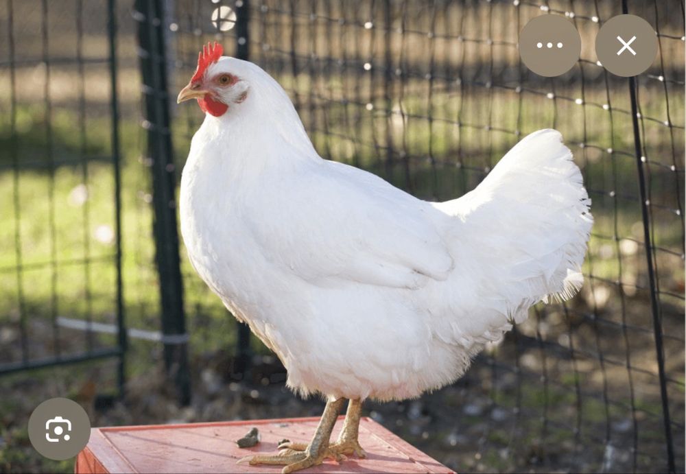 Куры несушки оптом и в розницу